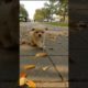 Best Cute Puppies Doing Funny Things|Cutest Puppies 2021#547.