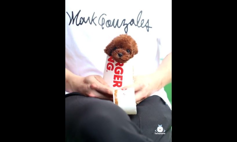 Best Cute Puppies Doing Funny Things|Cutest Puppies 2021#556.