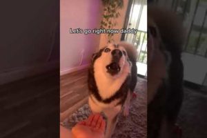 Best Doggos of TikTok ~ Funny Dogs & Cute Puppies #shorts