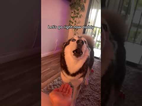 Best Doggos of TikTok ~ Funny Dogs & Cute Puppies #shorts