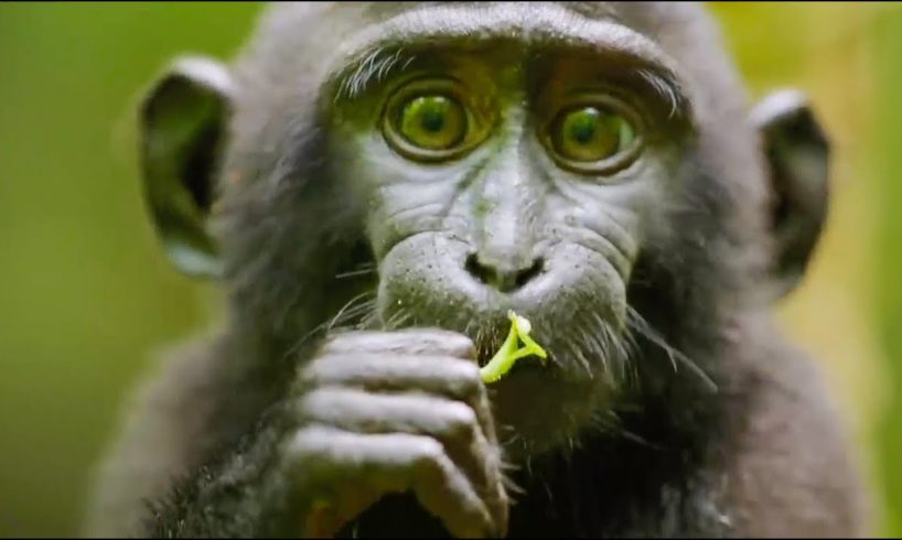 Best Monkey Moments | BBC Earth