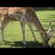 Best Of Wild Animals at The Zoo Compilation