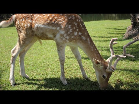 Best Of Wild Animals at The Zoo Compilation