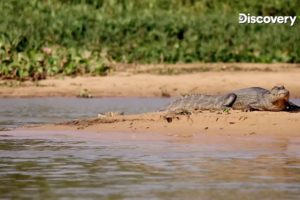 Best Of Wildlife - Crocodile | Wild Animals | Discovery Plus India