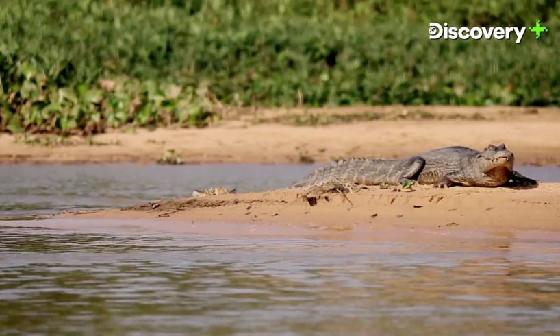 Best Of Wildlife - Crocodile | Wild Animals | Discovery Plus India