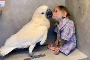 BiBi plays happily with Ruby parrot