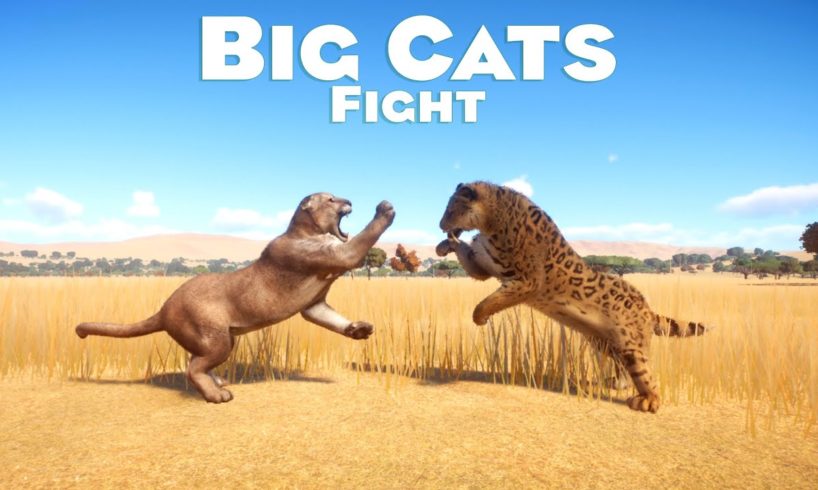Big Cats Category Fight in Planet Zoo - PLANET ZOO | Planet Zoo Animal Fights