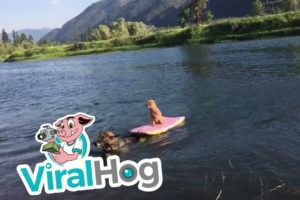 Big Dog Rescues Little Dog From Floating Away || ViralHog