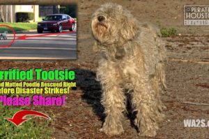 Blue Guardians Rescue Scared, Hungry Lonely & Injured Poodle Hope For Dogs