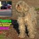 Blue Guardians Rescue Scared, Hungry Lonely & Injured Poodle Hope For Dogs