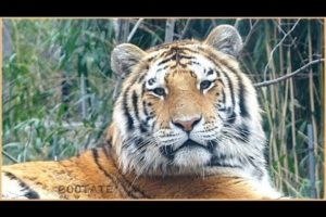 Bronx Zoo Presents Most Beautiful Animals In The World - New York City