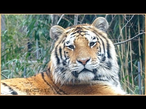 Bronx Zoo Presents Most Beautiful Animals In The World - New York City
