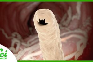 Broods, Brains, and Blood: Where Won’t Parasites Go? | Compilation