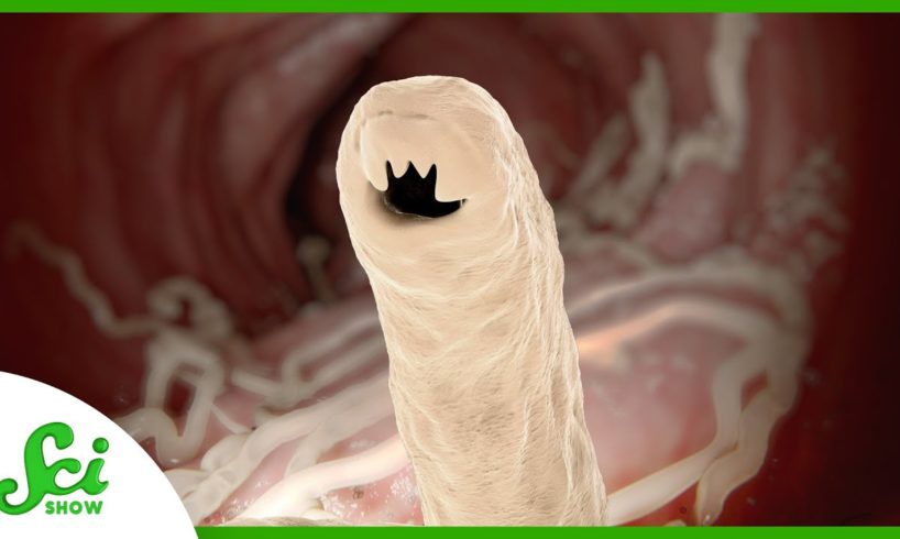 Broods, Brains, and Blood: Where Won’t Parasites Go? | Compilation