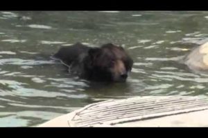 Brown bear Oliver enjoys his freedom after 30 years on a bear bile farm