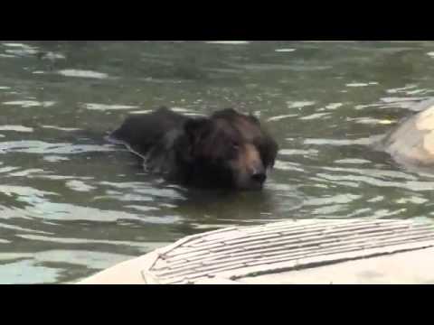 Brown bear Oliver enjoys his freedom after 30 years on a bear bile farm