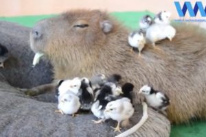 CAPYBARA being FRIENDS with other ANIMALS ??