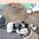 CAPYBARA being FRIENDS with other ANIMALS ??