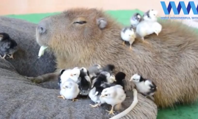 CAPYBARA being FRIENDS with other ANIMALS ??