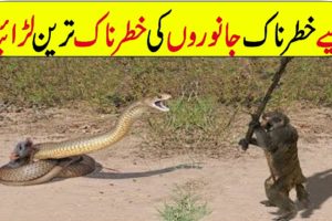 CRAZIEST ANIMAL FIGHTS CAUGHT ON CAMERA In Hindi/Urdu