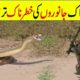 CRAZIEST ANIMAL FIGHTS CAUGHT ON CAMERA In Hindi/Urdu