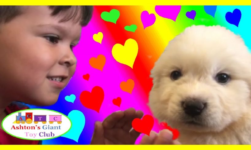 CUTEST PUPPIES EVER!! | PUPPY SHOPPING FAMILY FUN | BOY LOOKS FOR AND FINDS CUTEST PUPPY EVER!!