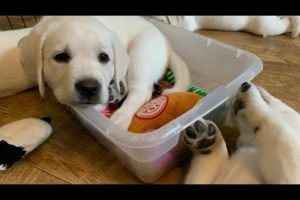 CUTEST PUPPY MOMENTS! Our favorite highlights of Adorable Lab Puppies