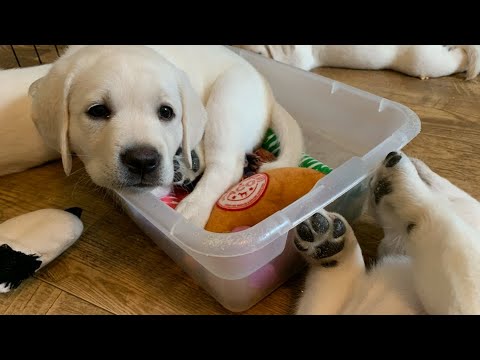 CUTEST PUPPY MOMENTS! Our favorite highlights of Adorable Lab Puppies
