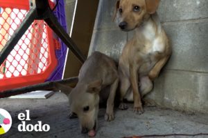 Cachorros rescatados recién nacidos se reúnen con su mamá y su papá | El Dodo