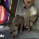 Cachorros rescatados recién nacidos se reúnen con su mamá y su papá | El Dodo