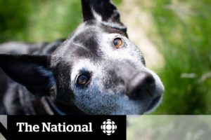 Canadian animal rescues worried pandemic pets are starting to fill centres