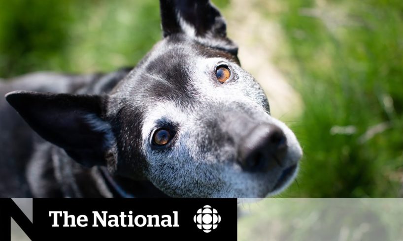 Canadian animal rescues worried pandemic pets are starting to fill centres
