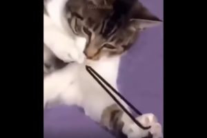 Cat playing with hair tie ?Funny animals?Cute animals? #Shorts