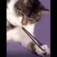 Cat playing with hair tie ?Funny animals?Cute animals? #Shorts