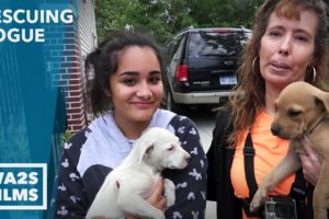 Caught On Camera - Abandoned Puppies Rescued by High School Girl - Howl & Hope For DoDo Dogs