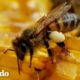 Chico deja su carrera de comedia para rescatar millones de abejas | El Dodo