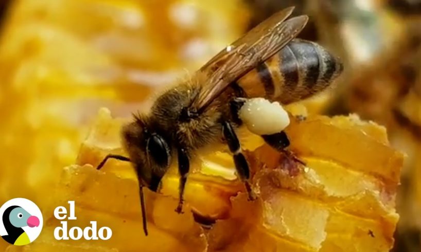 Chico deja su carrera de comedia para rescatar millones de abejas | El Dodo