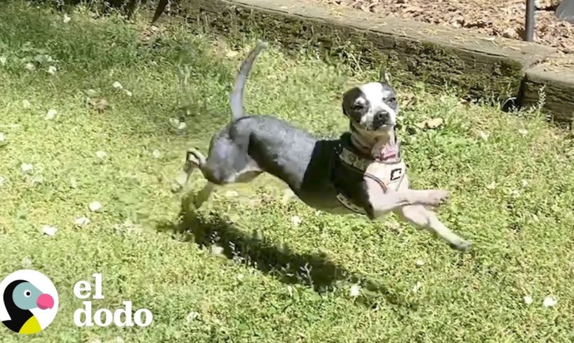 Chihuahua temblorosa se convierte en la más juguetona | El Dodo