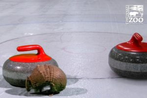 Cincinnati Zoo Animals (Through Video Magic/Green Screen) are Curling Fans #TeamShuster