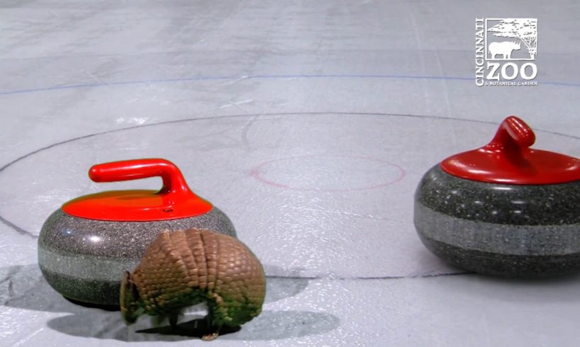 Cincinnati Zoo Animals (Through Video Magic/Green Screen) are Curling Fans #TeamShuster