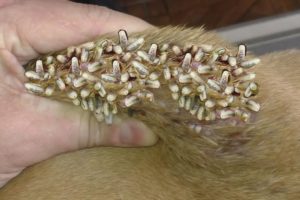 Cleaning Monster Mango worms From Helpless Dog ! Animal Rescue Video 2021