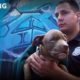 Cruelty Call Leads Dog Rescuer to Injured Puppy - Hope For Dogs | My DoDo