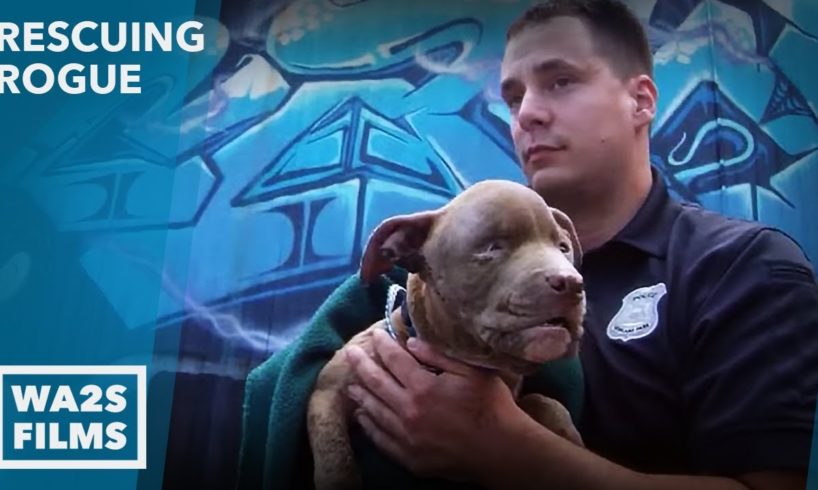 Cruelty Call Leads Dog Rescuer to Injured Puppy - Hope For Dogs | My DoDo
