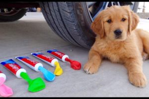 Crushing Crunchy & Soft Things by Car! Puppy Experiment: Car vs Coca Cola & Balloons
