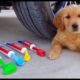 Crushing Crunchy & Soft Things by Car! Puppy Experiment: Car vs Coca Cola & Balloons