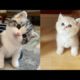 Cute And Funny Kittens Playing Videos Compilation #4 | Pets Forever