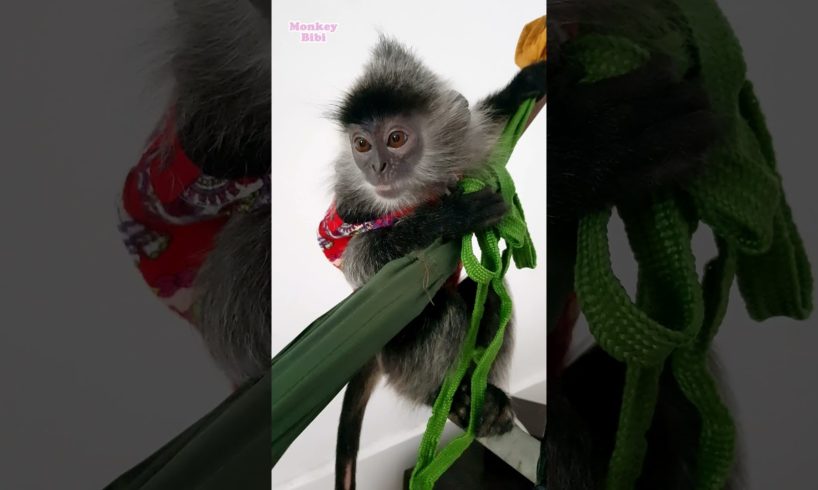 Cute Animals Playing Toys | Funny Animals Monkey Bibi #5