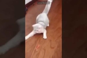 Cute Cat Play With Laser Beam,,Vedikai Animal Video # Shorts