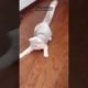 Cute Cat Play With Laser Beam,,Vedikai Animal Video # Shorts