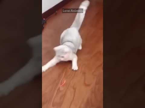 Cute Cat Play With Laser Beam,,Vedikai Animal Video # Shorts